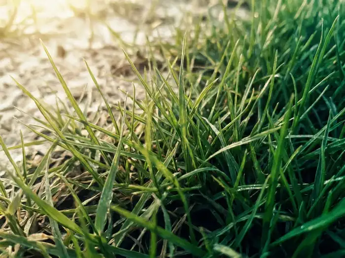 Macro view of turf blades deepening from green toward a richer emerald along one edge of the frame.